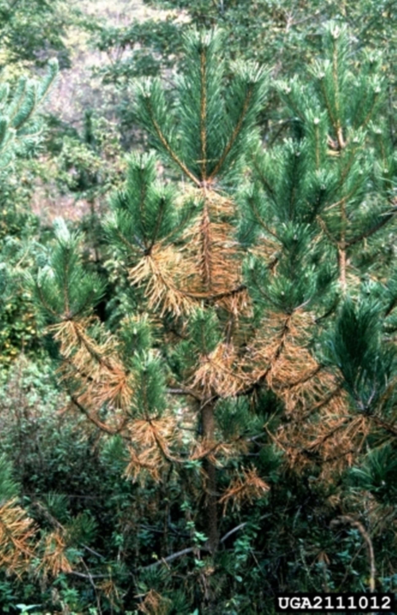 Needle Blight Austrian pine, Ponderosa pine
